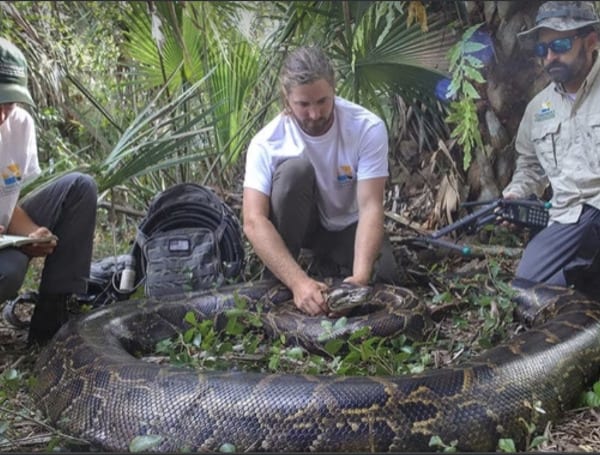Snake Captured In Florida Breaks Records At 215lbs, Researcher Says “There’s A Larger Snake Out There”