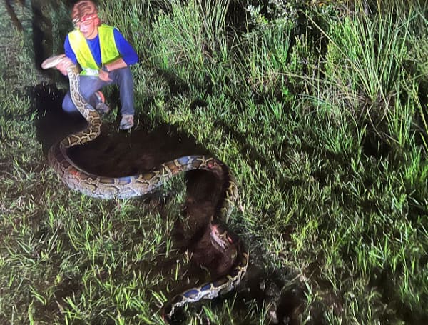 Two Burmese Pythons, Eggs And Hatchlings Found, Removed From Florida Preserve