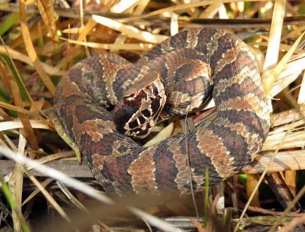 Slithering Into Summer: Understanding Florida’s Native Snakes As Encounters Rise