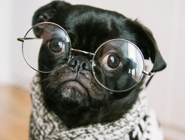 The Evil Of Racism Is Omnipresent. Latest Example: Dog Names