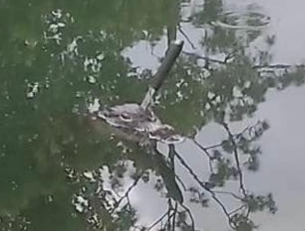 Florida Alligator Euthanized After Being Spotted With Knife Sticking Out Of Its Head