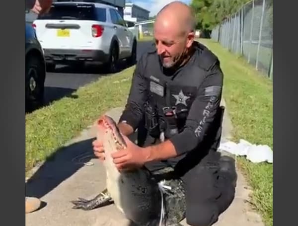 Florida Middle School Students Greeted By 7-Foot Alligator During Morning Dropoff