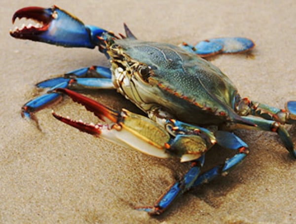 Blue Crab Trap Closure From Franklin County To Florida – Alabama Line To Begin January 5th