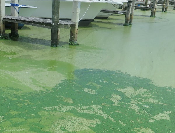 Florida DOH-Polk County Issues Health Alert For Lake Hancock Due To Harmful Algae Bloom