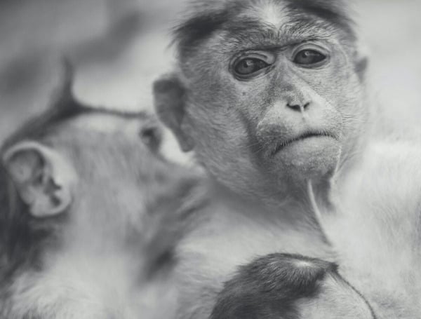Chinese Biotech Firm Scoops Up Huge Parcel In Florida To Raise Monkeys For Medical Research