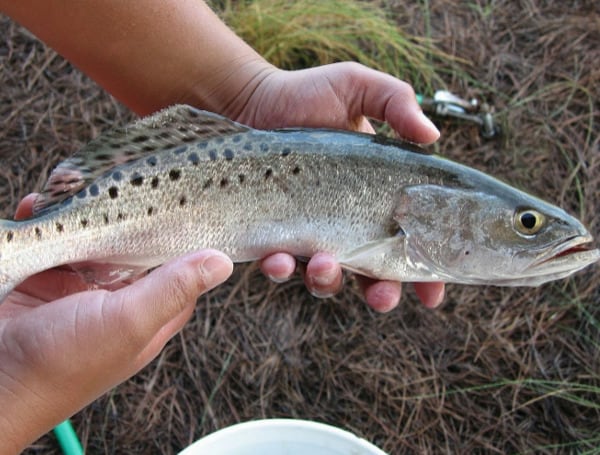 Spotted Seatrout Season Reopens In Central East Florida