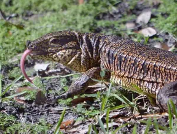 FWC Taking Bold Steps To Prevent New Invasive Species In Florida