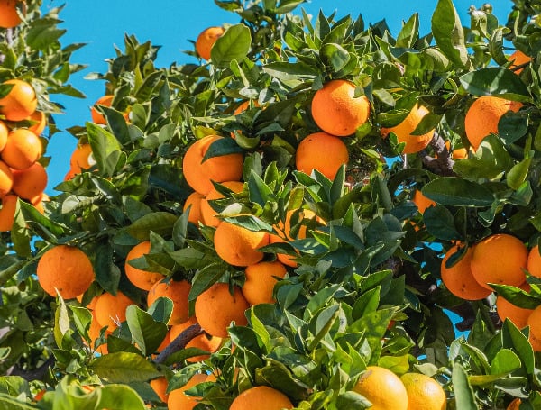 Florida’s Citrus Industry Faces Further Decline As Production Forecast Drops Again