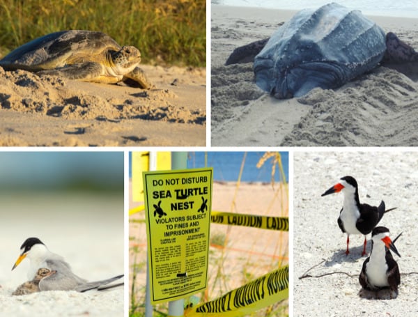 Nesting Season Arrives On Florida’s Coasts For Sea Turtles And Waterbirds