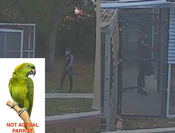 Pasco Sheriff Searching For Man Who Stole 4 Parrots From Hudson Business