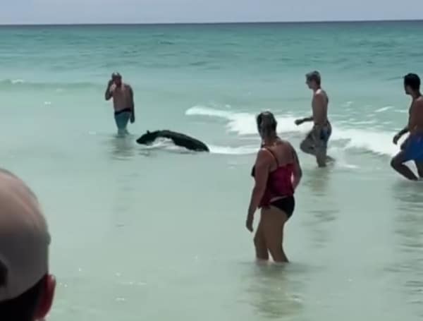 Watch: It’s So ‘Unbearably’ Hot In Florida, Even The Bears Hit The Beach