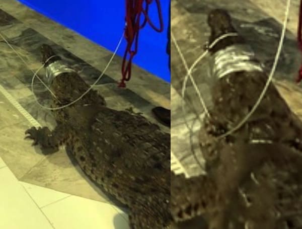 10-Foot Crocodile Assisted Out Of Florida Homeowners Pool