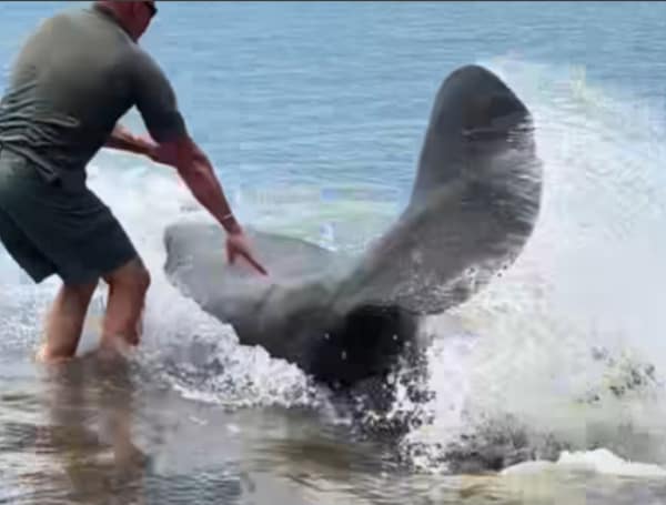 Marine Deputy Steps In To Assist Florida Manatee And Cub