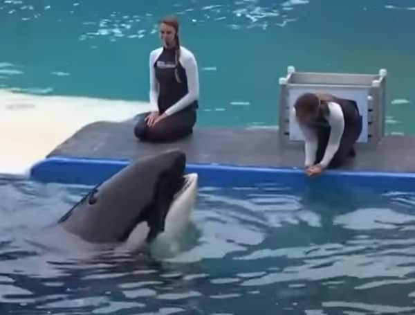 Amid The Death Of Renowned Killer Whale, Rep. Matt Gaetz Calls Out Its “Tortured Existence”