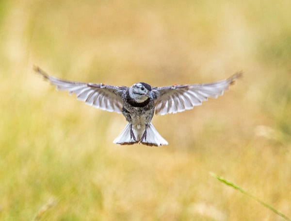 Leftists Now Seek To Promote DEI Initiatives By Renaming Birds