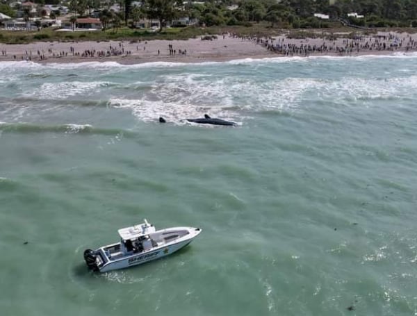 Venice Police: Boaters Stay Clear Of Service Club Park Area Where 50-Foot Sperm Whale Beached
