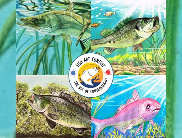 FWC Announces Winners Of 2024 Florida State Fish Art Contest