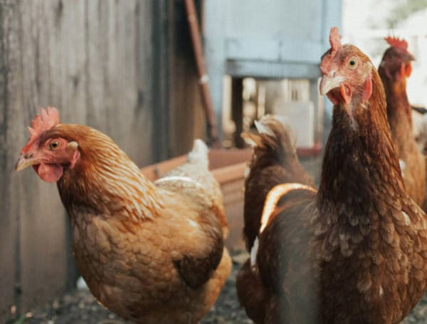 Bird Flu Is Bad for Poultry and Dairy Cows. It’s Not A Dire Threat For Most Of Us — Yet