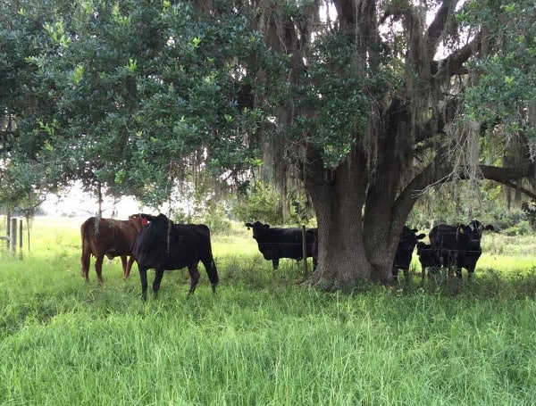 Another Florida Family Farm Preserved Through Rural And Family Lands Protection Program