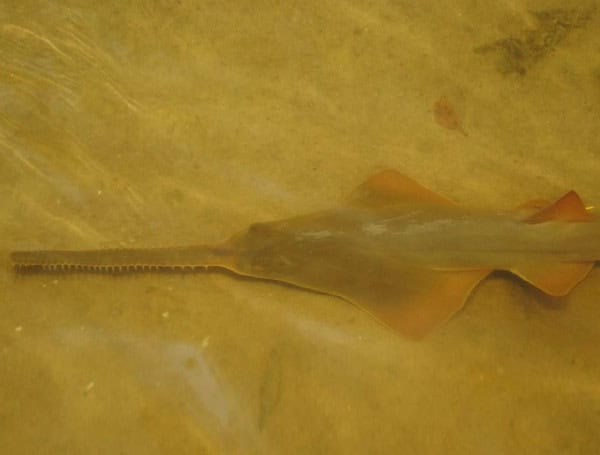 Florida Fish And Wildlife Conservation Commission Eye ‘Spinning’ Fish, Sawfish Deaths