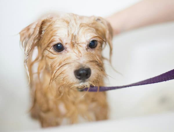 Stress-Free In-Home Dog Grooming In NYC