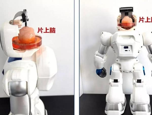 Mind-Controlled Marvel: Chinese Scientists Create First Robot Powered By “Brain On Chip”