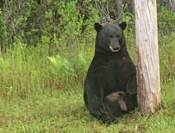 Florida Wildlife Officials To Discuss Black Bear Management Amid Calls For Hunting Season