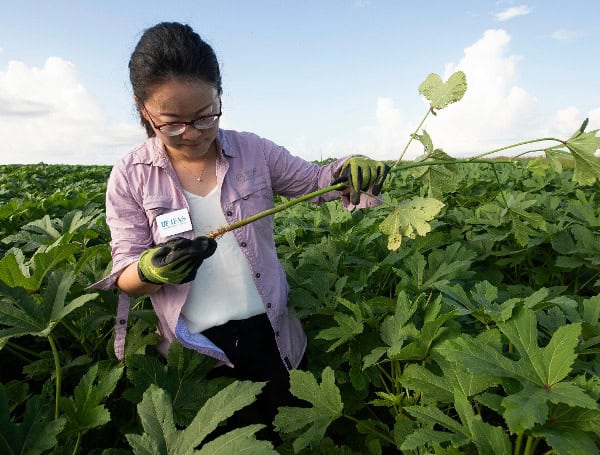New UF/IFAS Vegetable Crop Specialist Driving Innovative Research, Crop Diversification To Florida’s Small Farms