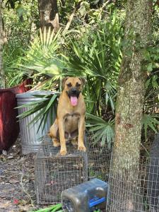 Cat-Only Shelter Rescues Multiple Dogs in Emergency Situation