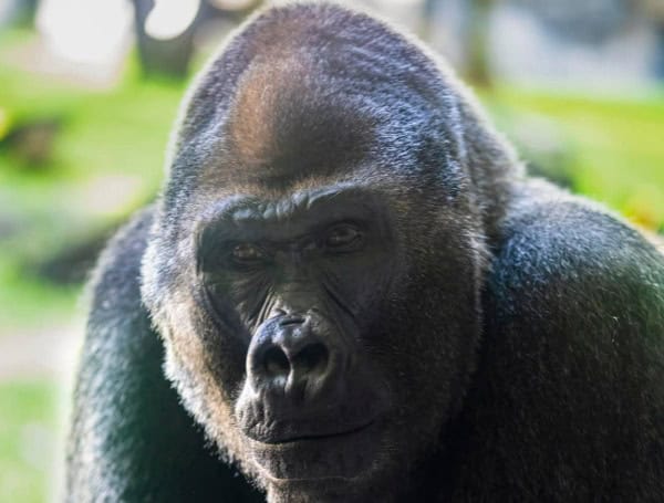 Busch Gardens Tampa Bay Mourns The Loss Of Beloved Gorilla, Jim