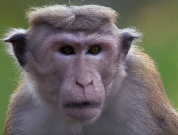 24 More Escaped Monkeys Recovered In South Carolina