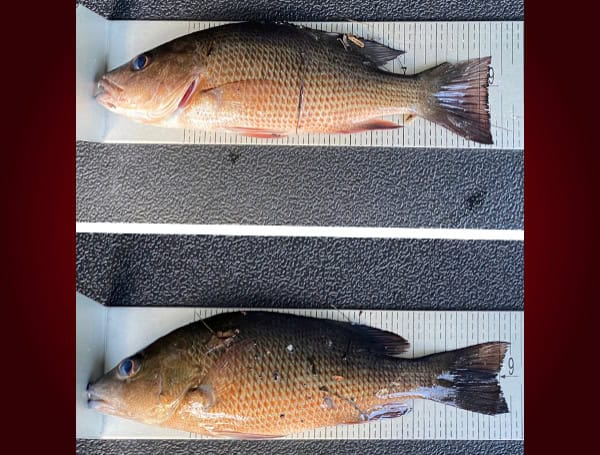 Two Miami-Dade Men Cited For Undersized Snapper In The Florida Keys