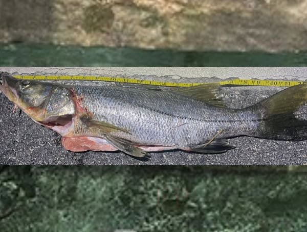 Homestead Man Cited For Undersized Snook In Key Largo: Monroe County Sheriff