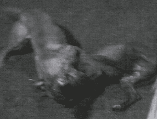 Missouri Man Pleads Guilty To Hosting Dogfights And Training Fighting Dogs