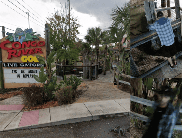 Pasco Sheriff: Baby Alligator Stolen From Congo River Golf In Port Richey