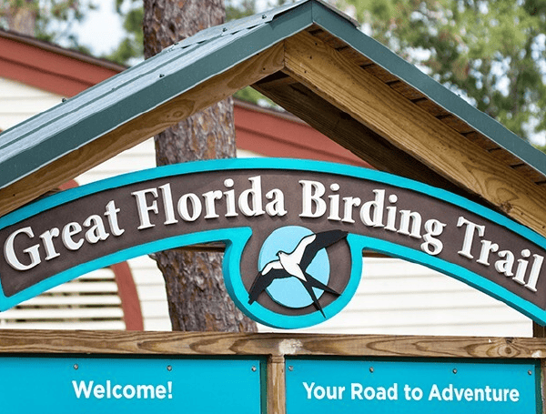 FWC Soars To New Heights With Redesigned Great Florida Birding, Wildlife Trail Website