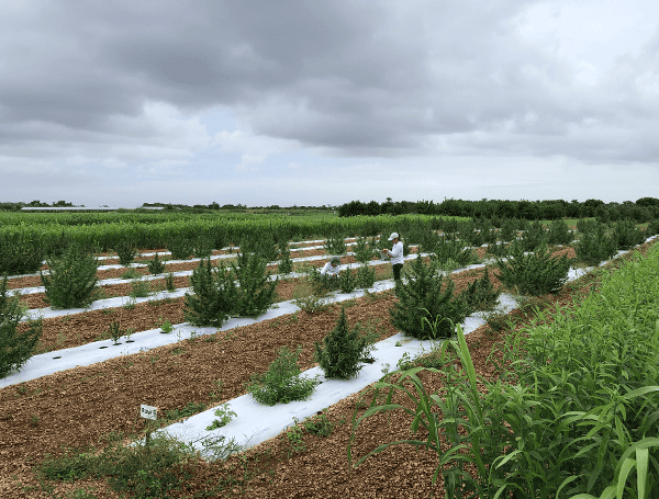 Drones And AI Take Flight To Boost Florida’s Hemp Harvest Drones And AI Take Flight To Boost Florida’s Hemp Harvest