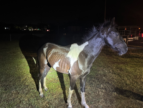 Ribs Protruding, No Food In Sight: Lakeland Man Faces Cruelty Charges In Shocking Horse Neglect Case 2 Lakeland man arrested for starving, abusing horses