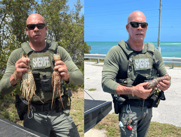 Two Homestead Men Cited For Lobster Violations In The Florida Keys