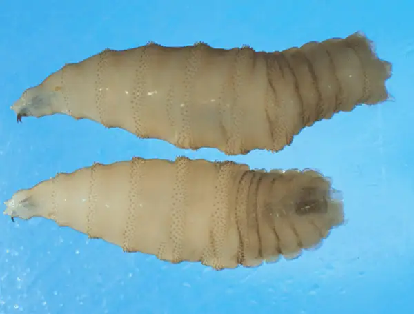 Florida Officials Issue Alert As Destructive New World Screwworm Approaches US Border From Mexico
