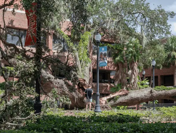 University Of Florida To Honor Beloved Fallen Oak With Campus Sprouts 1 The fallen tree, photographed on Sept. 27, 2024, shortly after Hurricane Helene passed through Gainesville. (Courtesy of the UF College of Education)