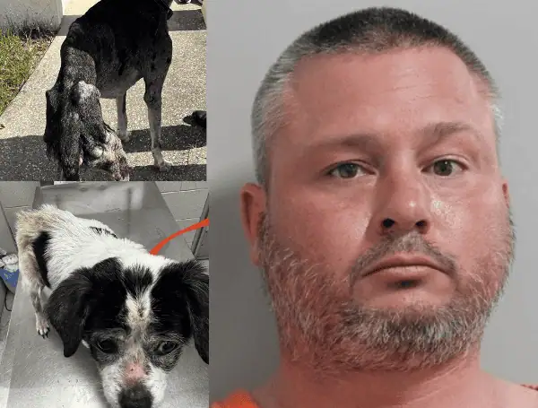 Horrific Neglect: Auburndale Official Charged After Dogs Found Emaciated, Flea-Ridden