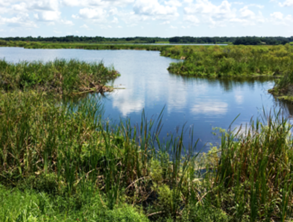 Missing Autistic Teen Found Safe In Lakeland After Search At Se7en Wetlands Trail