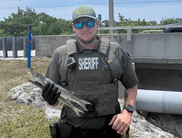 Miami Man Cited For Illegal Barracuda, Fishing From Closed Florida Keys Bridge