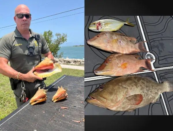 Bradenton, Miami Men Cited In Separate Wildlife Violations In Florida Keys