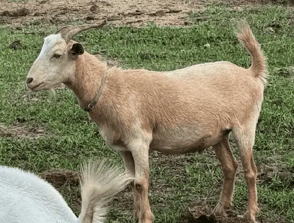Lost Goat Alert: Pasco Sheriff’s Office Seeks Owner In Dade City