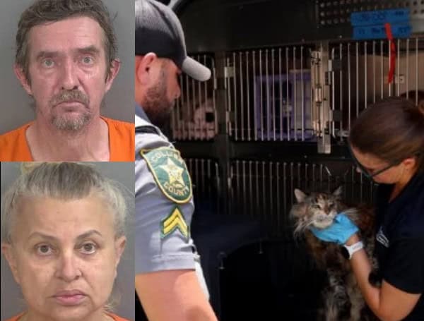 Florida Cat Hoarding Case: Couple Faces Dozens More Charges After Sick Felines Discovered