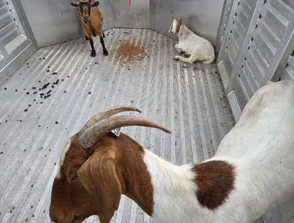 Pasco Sheriff’s Office Recovers Three Lost Goats In Hudson; Seeks Owners