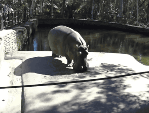 Florida Mourns The Loss Of Lu, The Beloved Homosassa Springs Hippopotamus