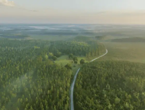 Florida Protects Over 78,000 Acres, Closing Major Gap In Ocala-To-Osceola Wildlife Corridor Florida Protects Over 78,000 Acres, Closing Major Gap In Ocala-To-Osceola Wildlife Corridor